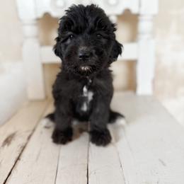 Kala - Goldendoodle puppy from Nolie Doodles