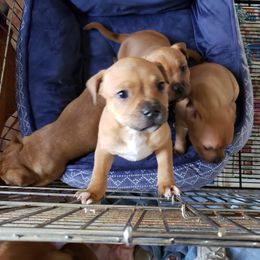 Bull Terrier and Staffordshire Bull Terrier Puppies from Courstaff Staffords