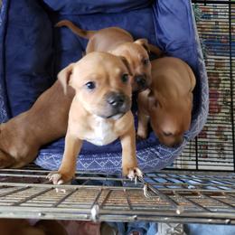 Bull Terrier and Staffordshire Bull Terrier Puppies from Courstaff Staffords
