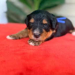 Blue - Phantom male Bernedoodle puppy in Charleston, South Carolina from Palm Belle Doodles