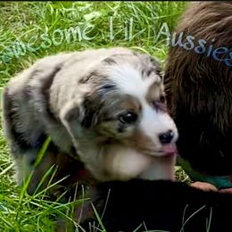 Miniature Australian Shepherd and Toy Australian Shepherd Puppies from Pawesome Lil Aussies