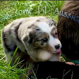 Miniature Australian Shepherd and Toy Australian Shepherd Puppies from Pawesome Lil Aussies