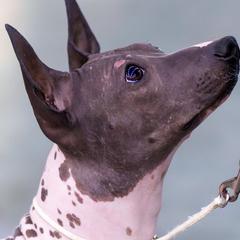 American Hairless Terriers from Popping Off AHTs