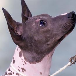American Hairless Terriers from Popping Off AHTs