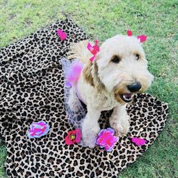 Paisley - Goldendoodle