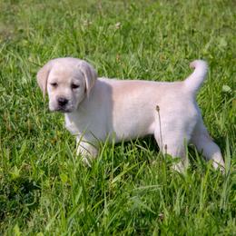 Red Collar Female - Yellow female Labrador Retriever puppy in Cold Brook, New York from Tamarack Therapy Dogs