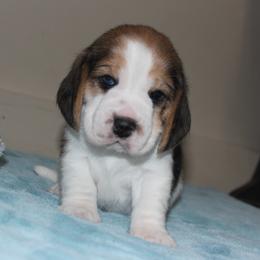 Rome - Black tan and white male Beagle puppy in Morrill, Kansas from Kelle Beagles