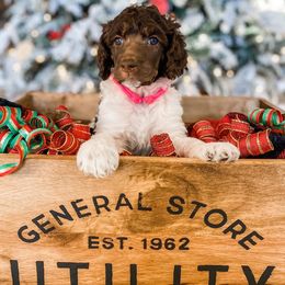 Poodle Puppies from LeBaron Standard Poodles