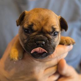 Girl 4 - Fawn female French Bulldog puppy in Solway, Minnesota from PcFrenchies