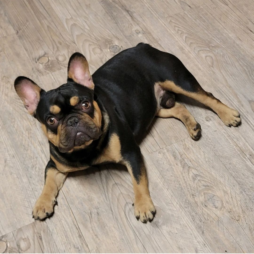 Gunna - French Bulldog