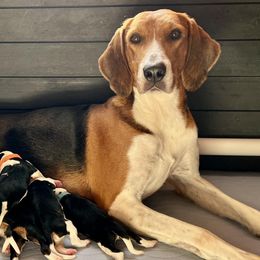 American Foxhounds, Redbone Coonhounds, and Treeing Walker Coonhounds from Lost Heritage Hounds
