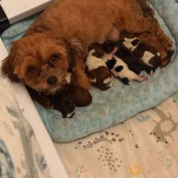 Mora - Shihpoo