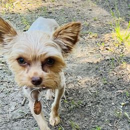 Malia - Yorkshire Terrier