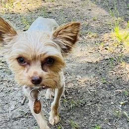 Malia - Yorkshire Terrier