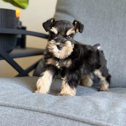 Theon - Black male Miniature Schnauzer puppy in Montebello, California from Rod Schnauzers