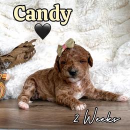 Candy - Red  female Goldendoodle puppy in Runaway Bay, Texas from Green Ranch Doodles