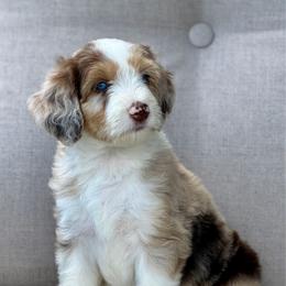 Dolce - Red merle female Aussiedoodle puppy in Decatur, Illinois from Signature Doodles