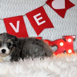 Georgia - Aussiedoodle puppy from Lazy S Aussies