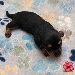 Princess - Black and tan female Dachshund puppy in Ft Dodge, Iowa from Secret Reality