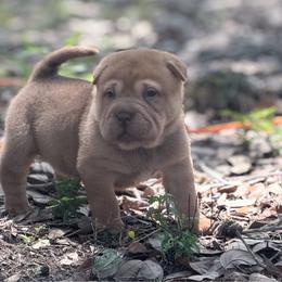 Maple - Red sable male Chinese Shar-Pei puppy in Lehigh Acres, Florida from Florida Wrinkles
