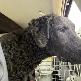 Curly-Coated Retriever All Grown Up from Tephra Curly Coated Retrievers