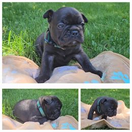 French Bulldog Puppies from A&D Frenchies