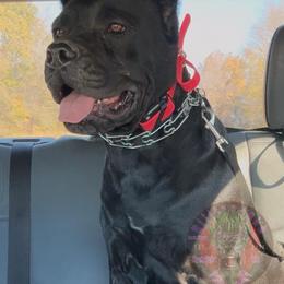 Morrigan - Cane Corso