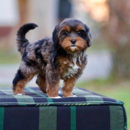 Goldie - Merle female Bernedoodle puppy in Denham Springs, Louisiana from GimiPup Doodles