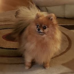 Pomeranians from Nottingham Pomeranians