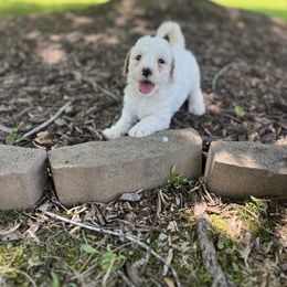 Goldendoodle Puppies from Crowders Creek Doodles