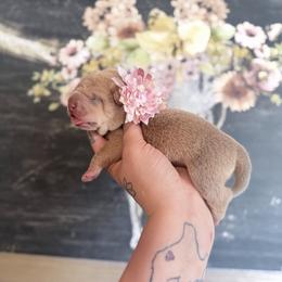 Girl 1 - Cream sable female Chinese Shar-Pei puppy in Lehigh Acres, Florida from Florida Wrinkles