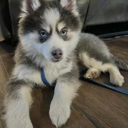 Belle - Blue female Pomsky puppy in Henderson, Kentucky from Paris Pomskies