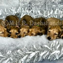 Dachshund Puppies from M.H.P Dachshunds