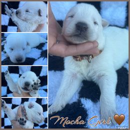Mocha Girl - White female German Shepherd puppy in Oroville, California from CS Vista Farms