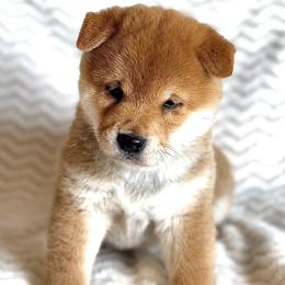 Kurt - Red male Shiba Inu puppy in Trenton, Nebraska from Prairie Shibas
