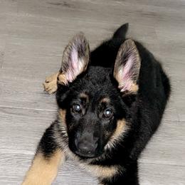 Pink female - Black and tan female German Shepherd puppy in Ann Arbor, Michigan from Von Der Havier German Shepherds