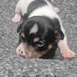 Echo - White and black female Teddy Roosevelt Terrier puppy in Murray, Kentucky from Froschwald German Shepherds and Xanadu Teddy Roosevelt Terriers