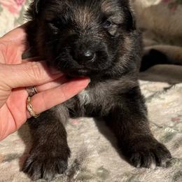 Boy 4 - Black and tan male German Shepherd puppy in Allentown, Pennsylvania from VMH Shepherds