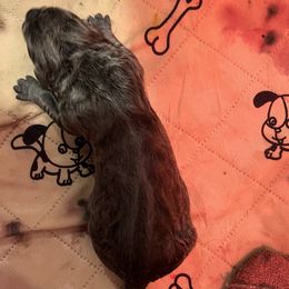 Girl 3 - Cane Corso puppy from Revolutions Kennel