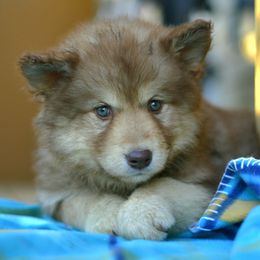 Ruby - Red and white female Alaskan Malamute puppy in Kingston, Tennessee from North Shore Alaskan Malamutes