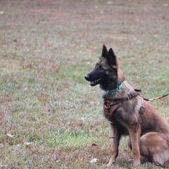 Belgian Tervuren Puppies from EnHommage Belgian Shepherds