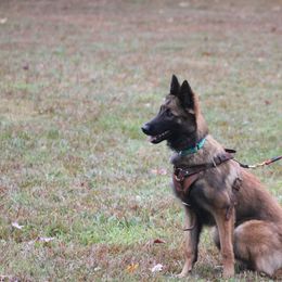 Belgian Tervuren Puppies from EnHommage Belgian Shepherds