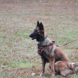 Belgian Tervuren Puppies from EnHommage Belgian Shepherds