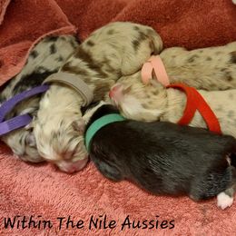 Australian Shepherd, Miniature Australian Shepherd, and Toy Australian Shepherd Puppies from Within The Nile Aussies LLC