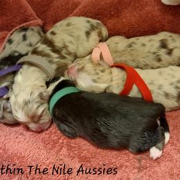 Australian Shepherd, Miniature Australian Shepherd, and Toy Australian Shepherd Puppies from Within The Nile Aussies LLC