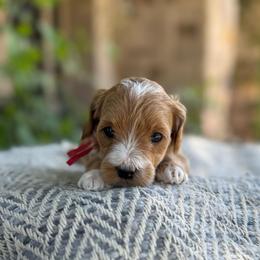 Annie (red) - Apricot female Goldendoodle puppy in St. George, Utah from Dashing Doodle Pups