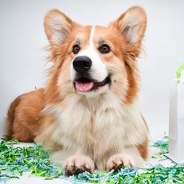 Poe - Pembroke Welsh Corgi