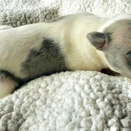 Betsy - White and blue brindle Whippet puppy in Delaware, Ohio from Unionblue Whippets