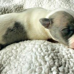 Betsy - White and blue brindle Whippet puppy in Delaware, Ohio from Unionblue Whippets
