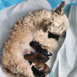 Yorkipoo and Yorkshire Terrier Puppies from GRIFFEY'S SPA AND KENNEL